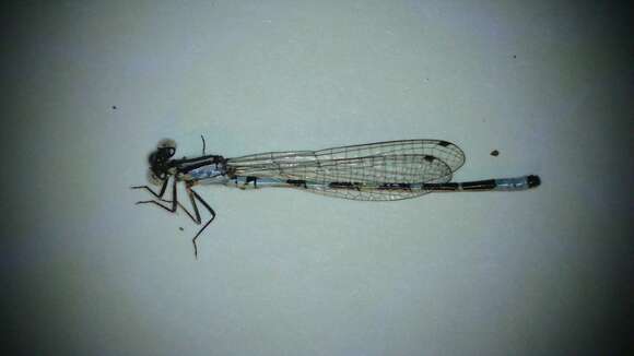 Image of Little Bluet