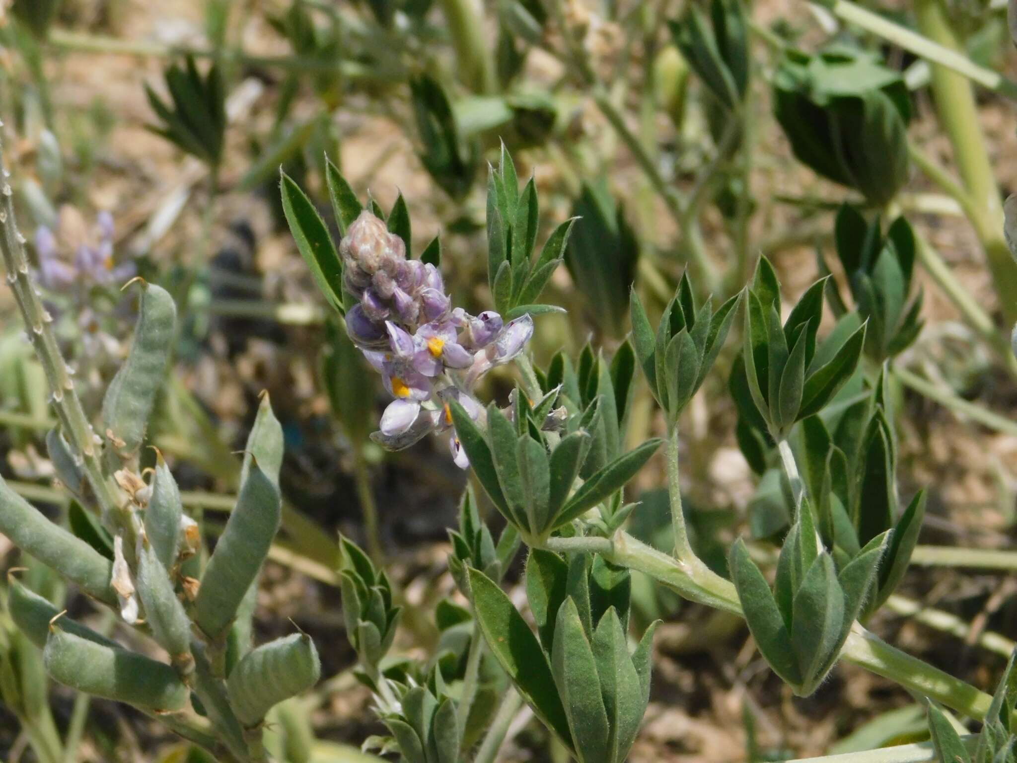 Image of Lupinus albescens Hook. & Arn.