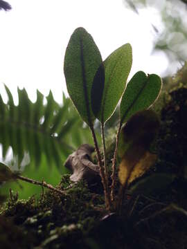 Image de Elaphoglossum bellermannianum (Kl.) Moore