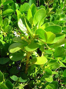 Image of Beachberry