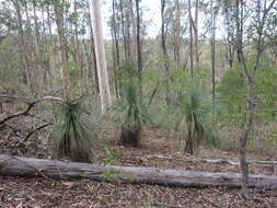 Image of Xanthorrhoea glauca D. J. Bedford