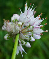 Слика од Allium suaveolens Jacq.