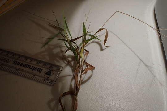 Image of cedar rosette grass