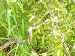 Image of Southwestern Cat-eyed Snake