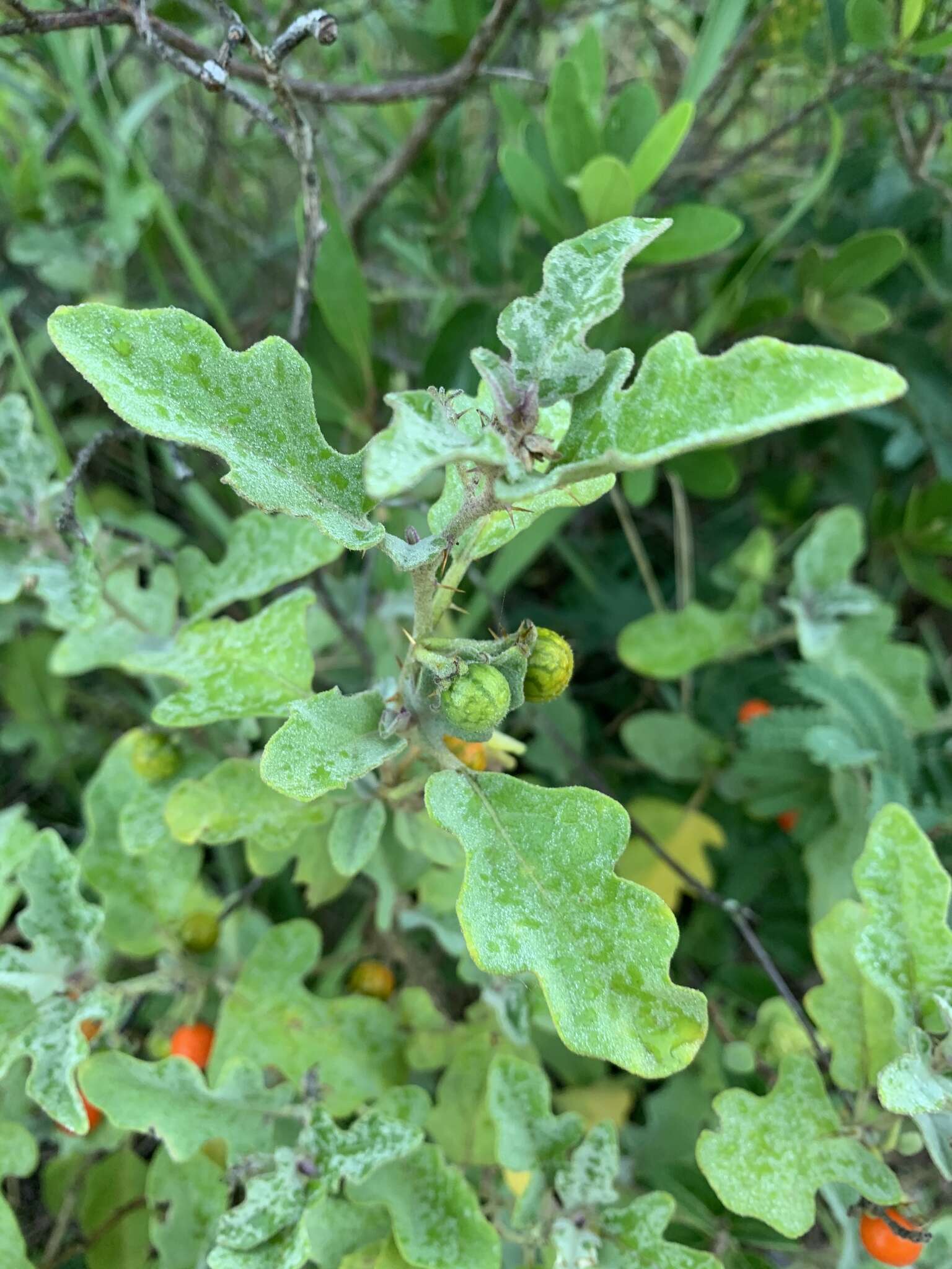 Image of Solanum catombelense Peyr.