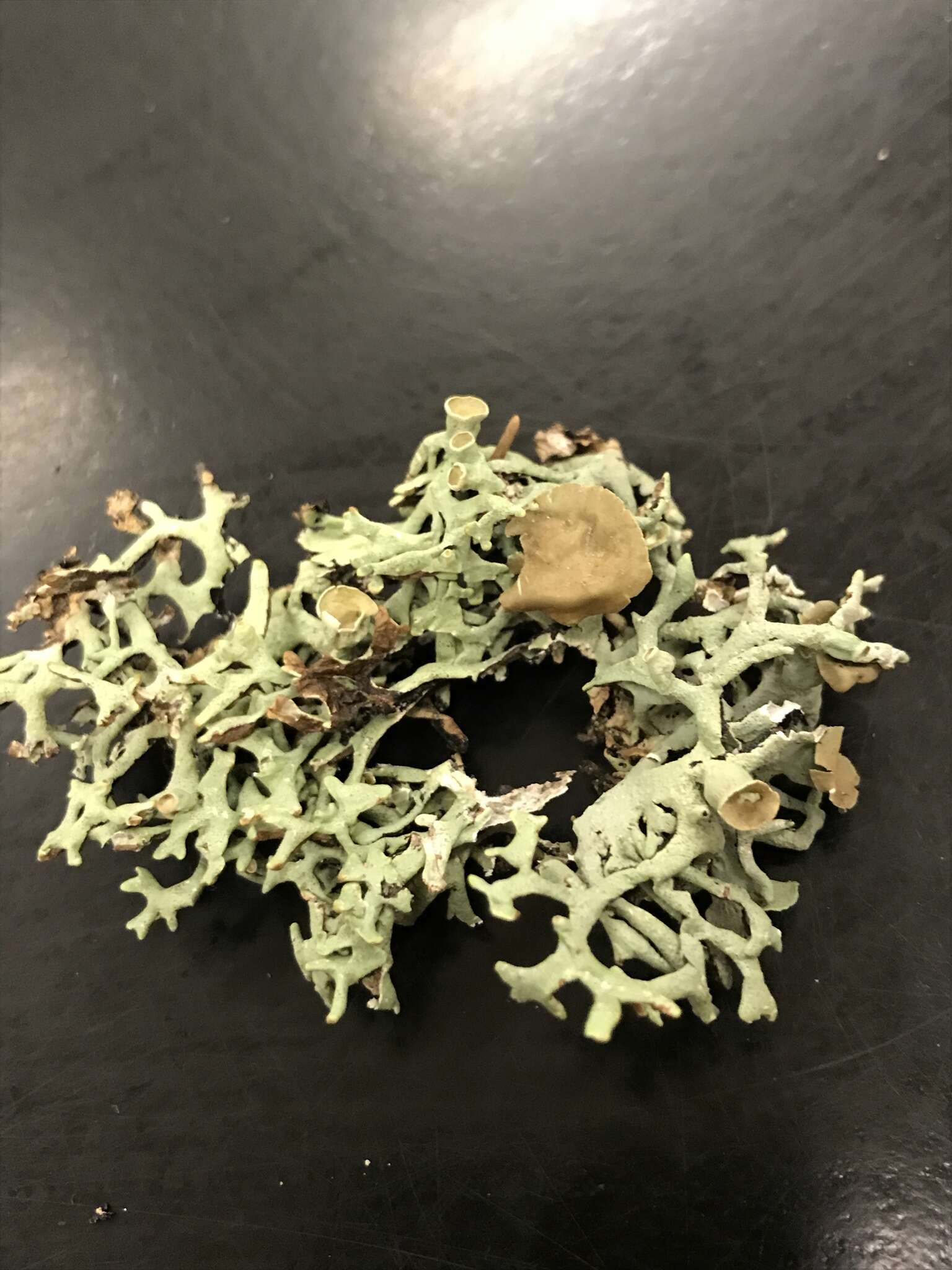 Image of inactive tube lichen