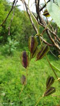 Sivun Dioscorea sambiranensis subsp. bardotiae Wilkin kuva