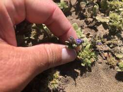 Image of North Coast phacelia