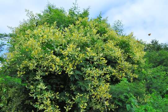 Imagem de Combretum leprosum Mart.