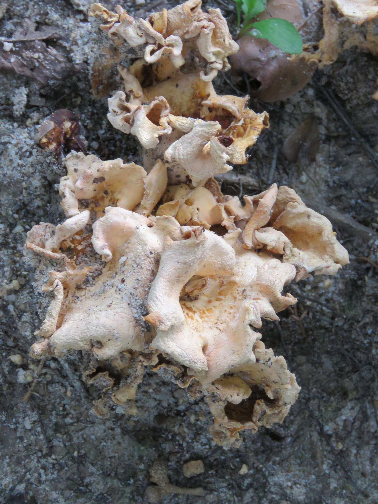 Image of Cantharellus odoratus (Schwein.) Fr. 1828