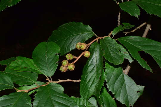 Image of Fortunearia sinensis Rehder & E. H. Wilson