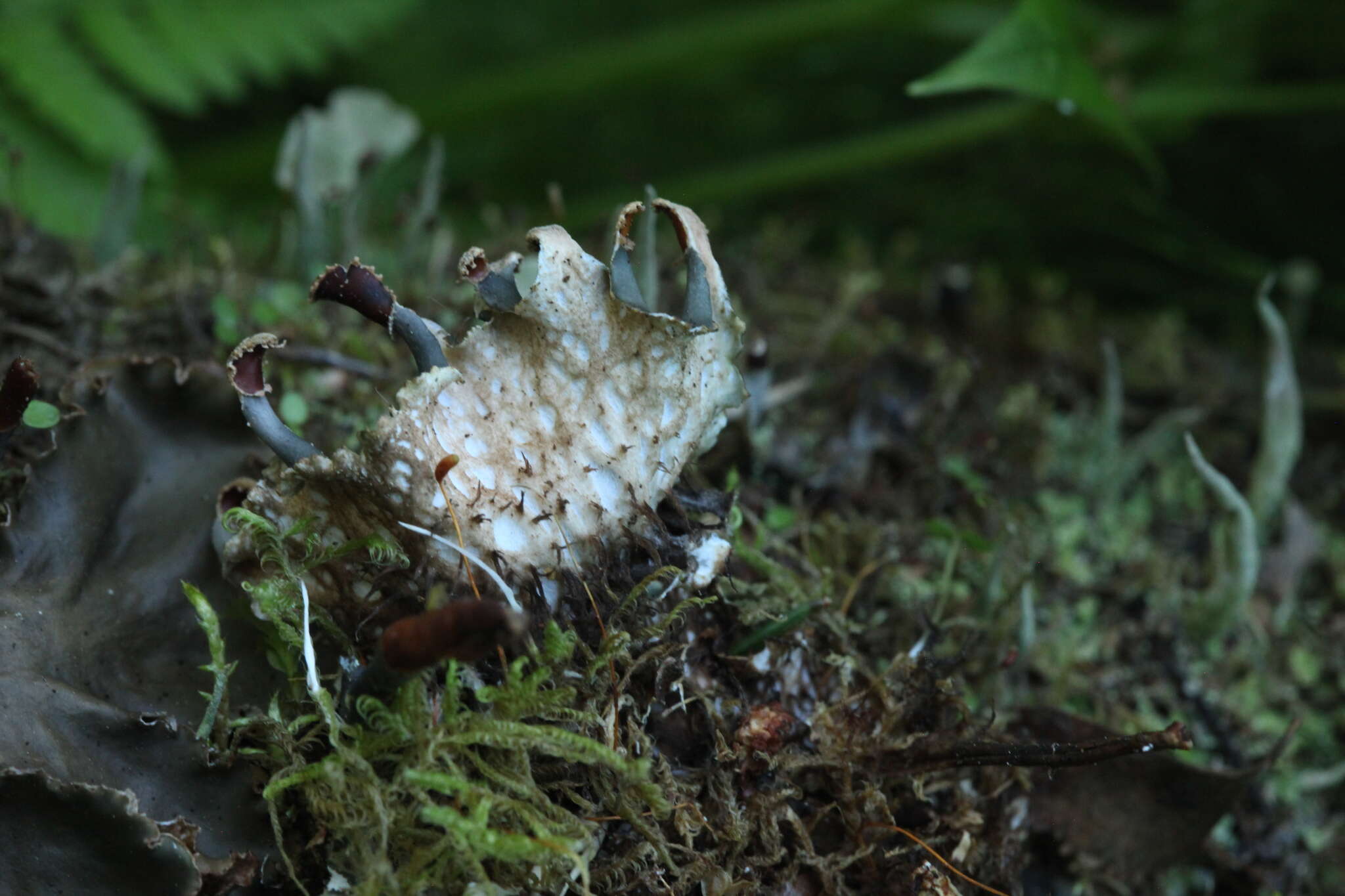 Слика од Peltigera polydactylon (Neck.) Hoffm.