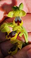 Image of Ophrys battandieri E. G. Camus