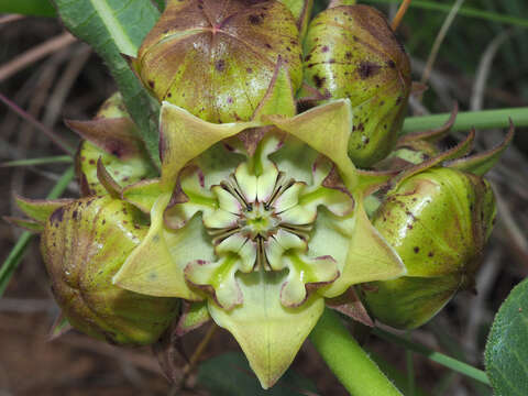 Image de Pachycarpus plicatus N. E. Br.