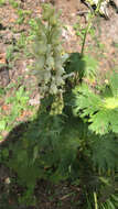 Imagem de Aconitum orientale Mill.