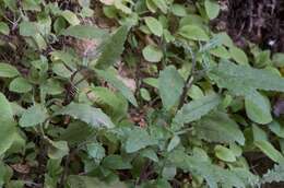 Image of Coastal Burnweed