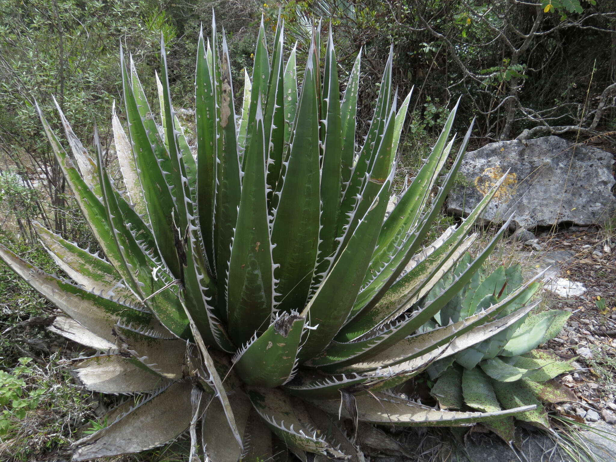 Слика од Agave kerchovei Lem.