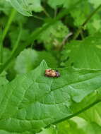 Image of red-barred tortrix