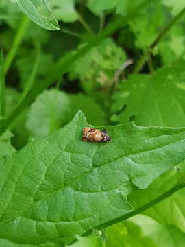 Image of red-barred tortrix