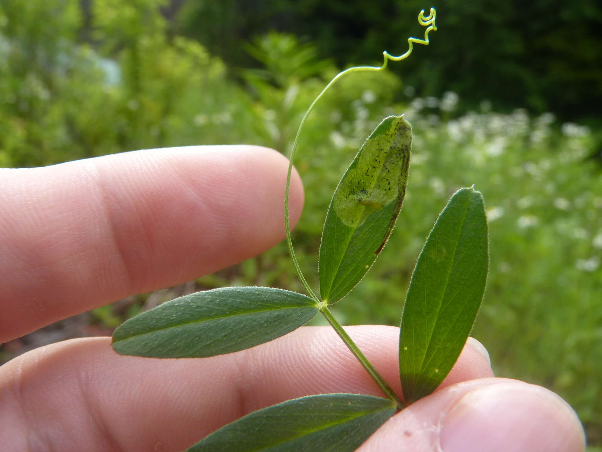 Plancia ëd Phytoliriomyza viciae Spencer 1969