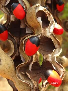 Image of Erythrina madagascariensis Du Puy & Labat