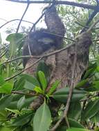 Image of Pygmy Three-toed Sloth