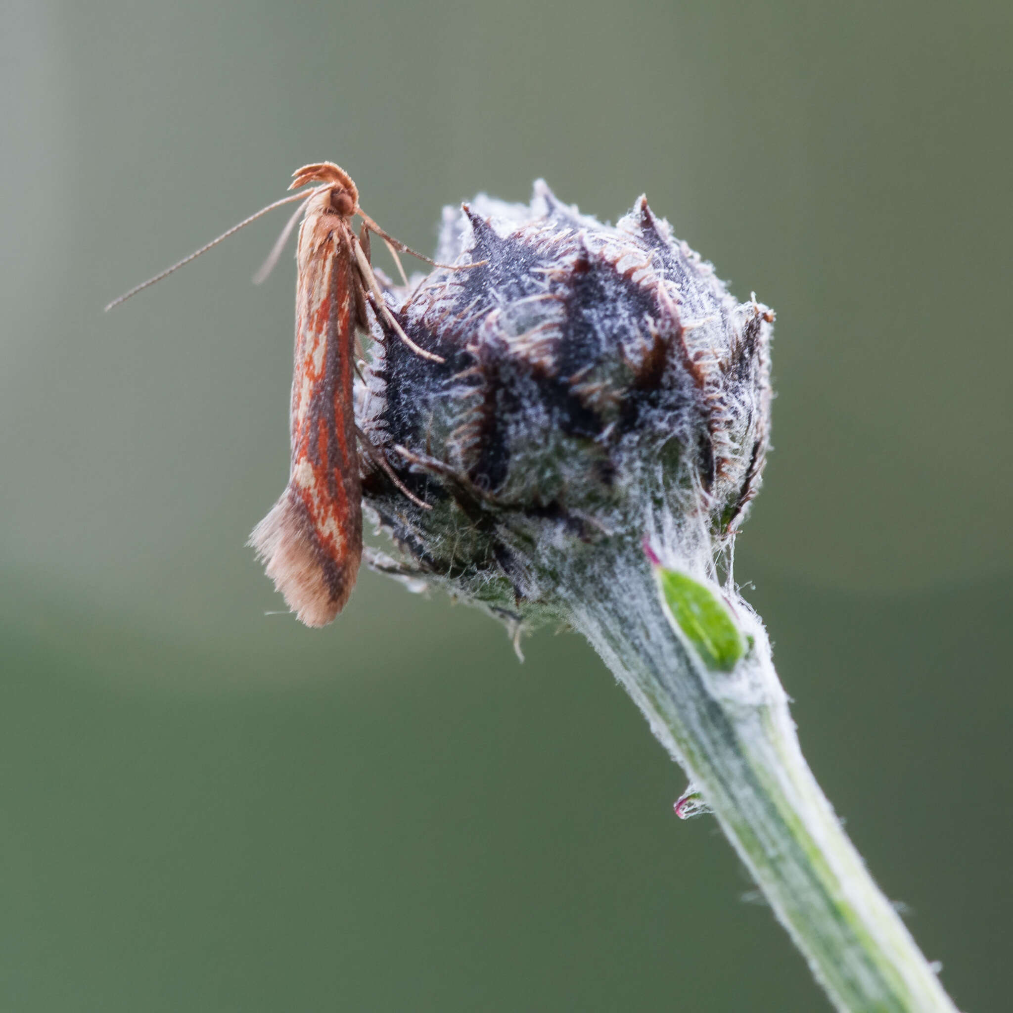 Image of Metzneria aprilella Herrich-Schäffer 1855