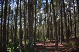 Image of Hispaniolan Pine