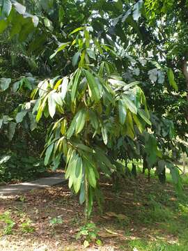 Image of Garcinia nervosa Miq.