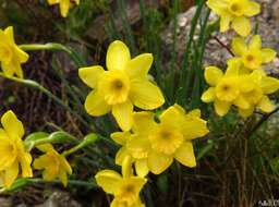 Image of Narcissus rupicola Dufour