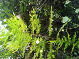 Image of Asparagus simulans Baker