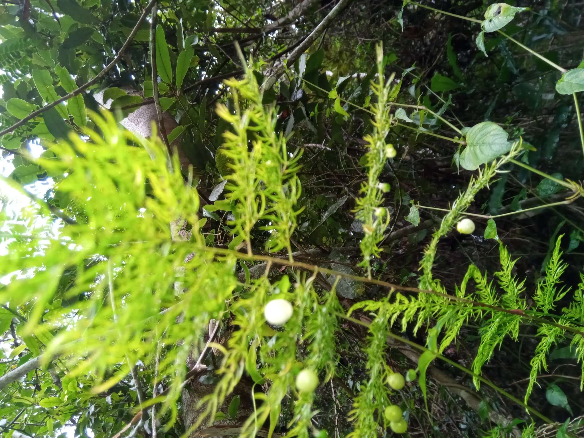 Image of Asparagus simulans Baker