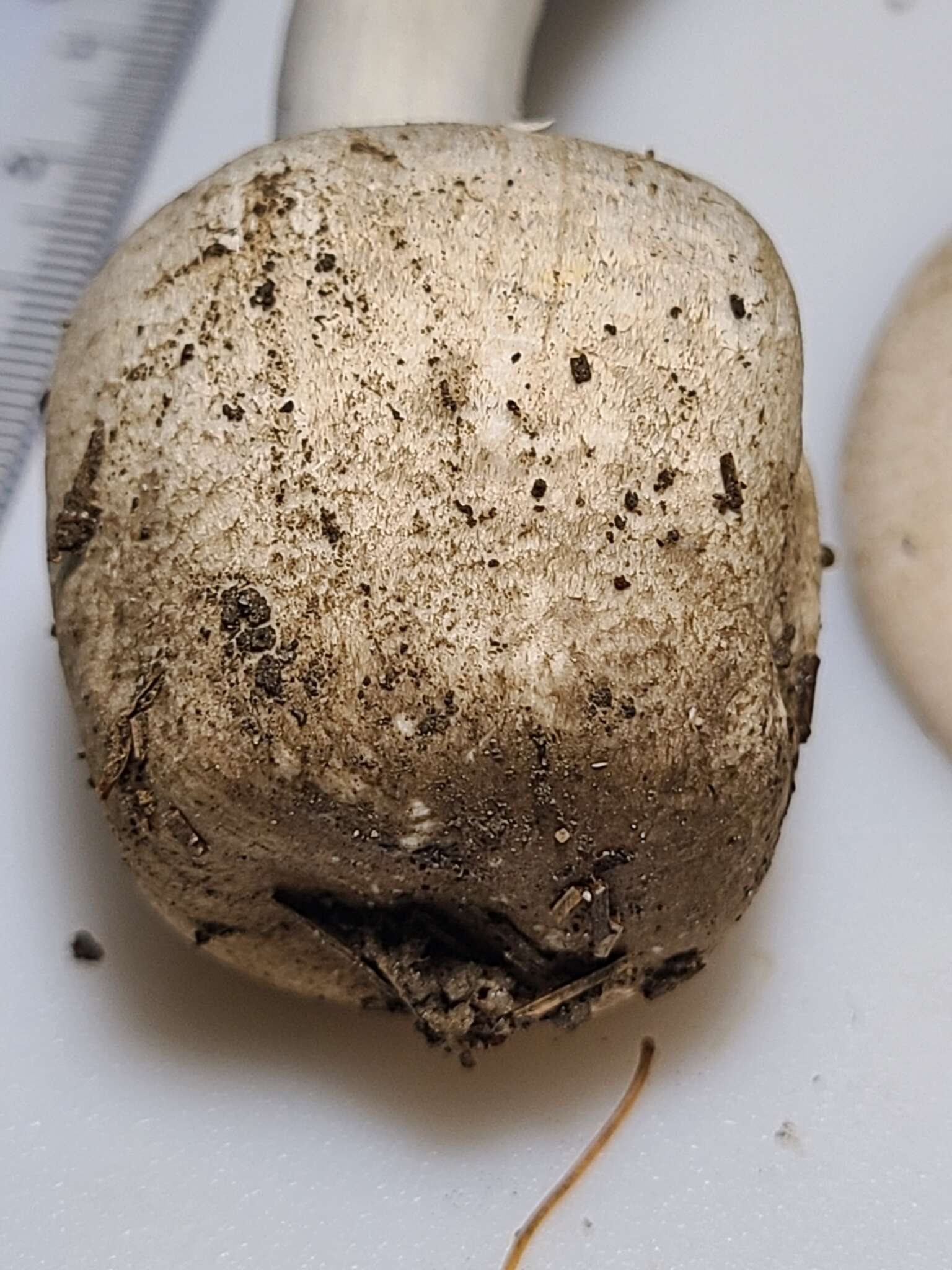 Image of Eastern Flat-topped Agaricus