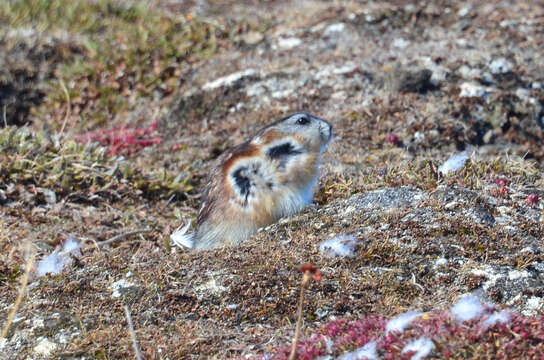 Image of Wrangel Island Collared Lemming