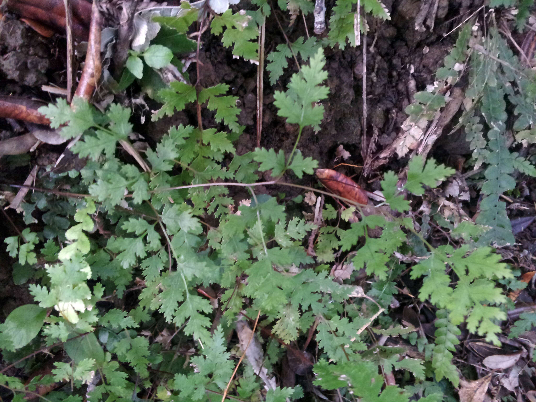 Imagem de Pteris saxatilis (Carse) Carse