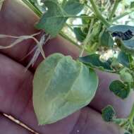 Image of yellow nightshade groundcherry