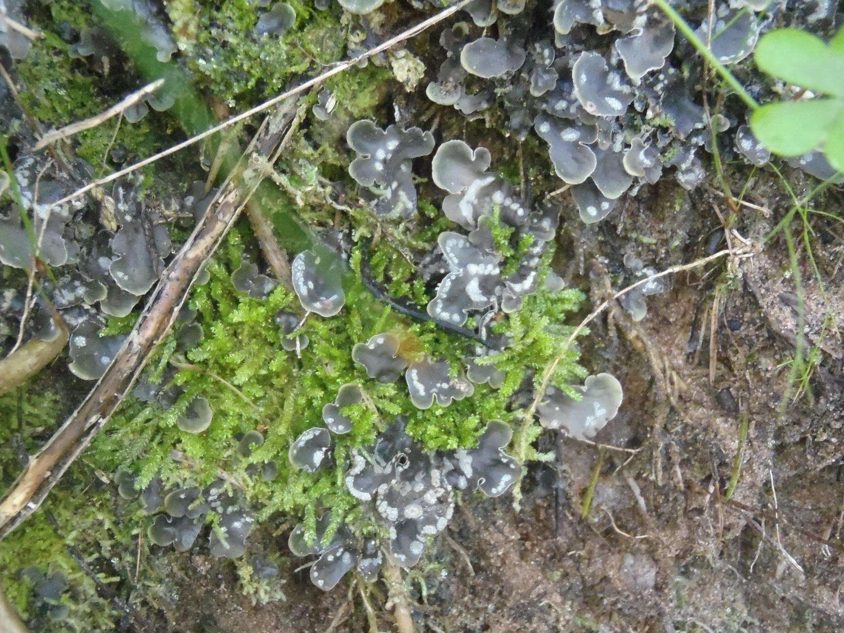 Peltigera didactyla (With.) J. R. Laundon的圖片