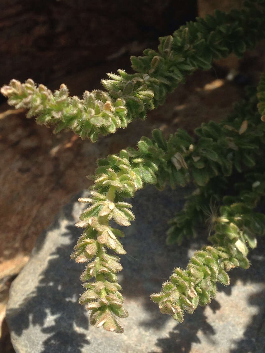 Слика од Polemonium eximium Greene