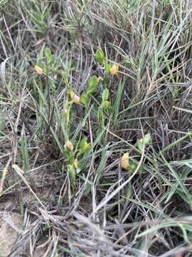 Image of Zornia gibbosa Span.