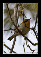 Peucedramus Coues 1875的圖片