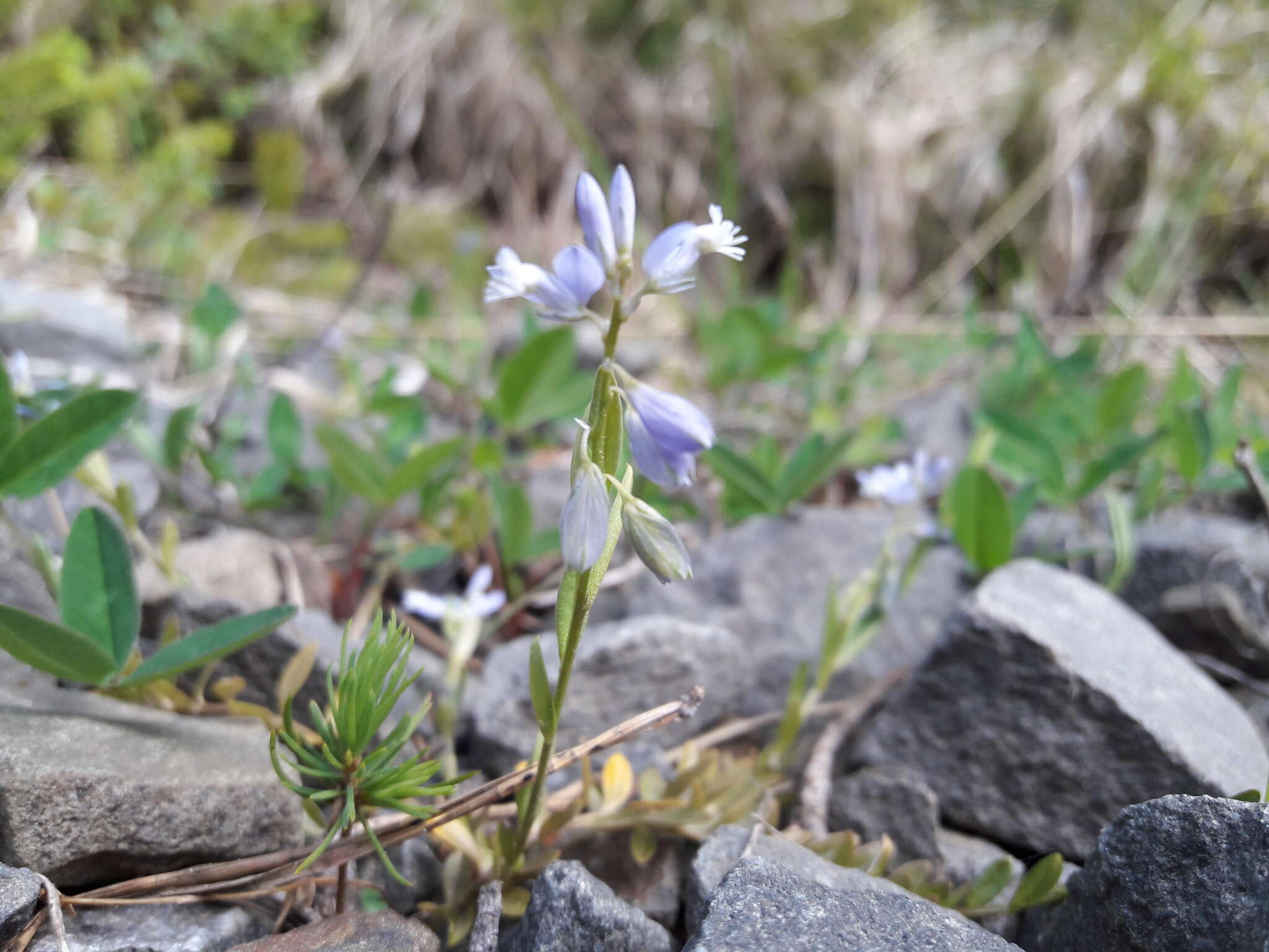 Image of Polygala serpyllifolia J. A. C. Hose