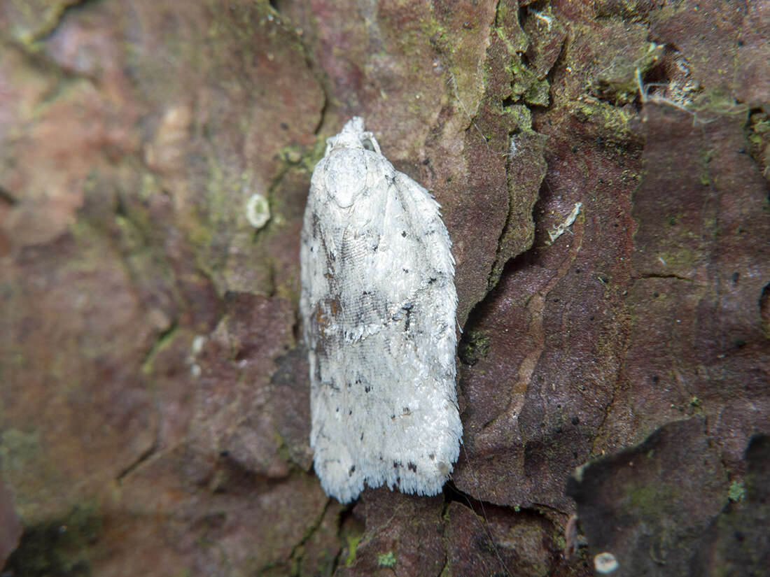 Image of Black-headed Birch Leafroller