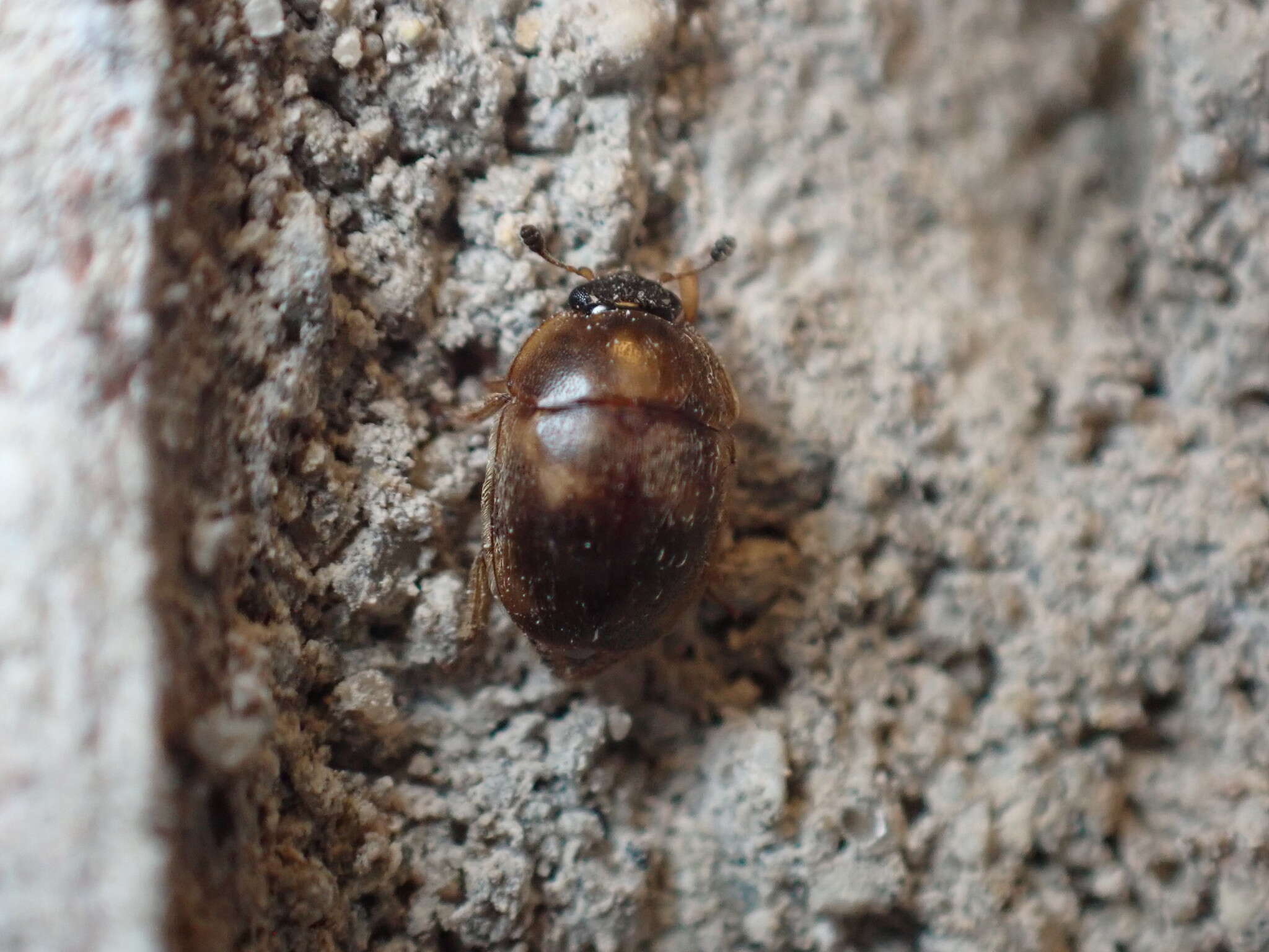 Image of Amphicrossus ciliatus (Olivier 1811)