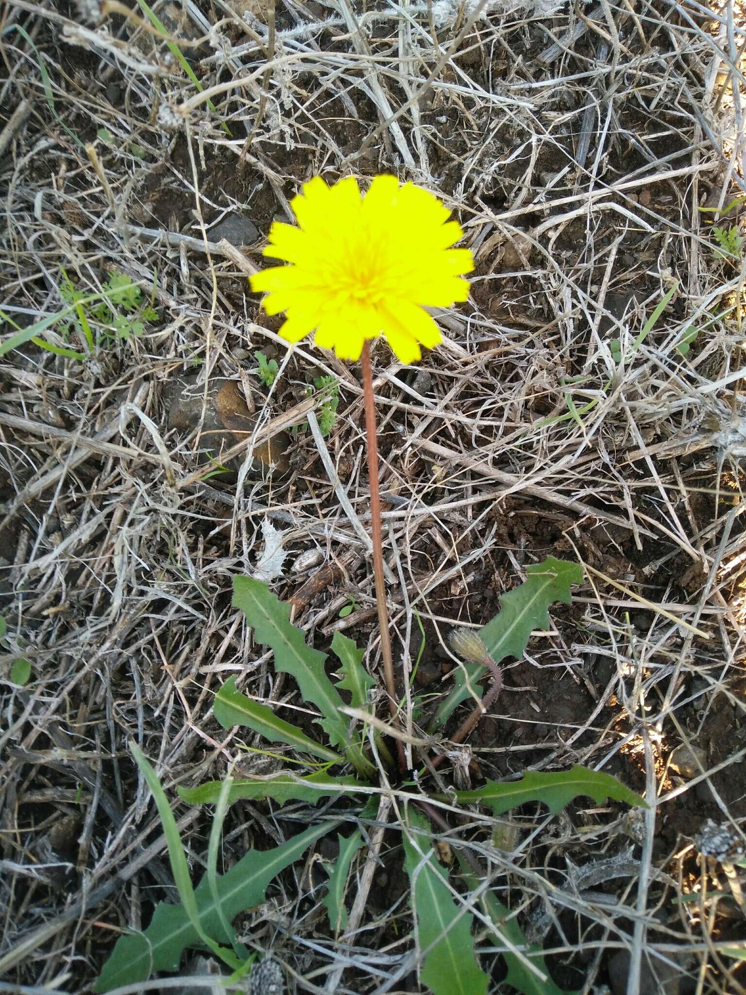 Leontodon tuberosus L. resmi