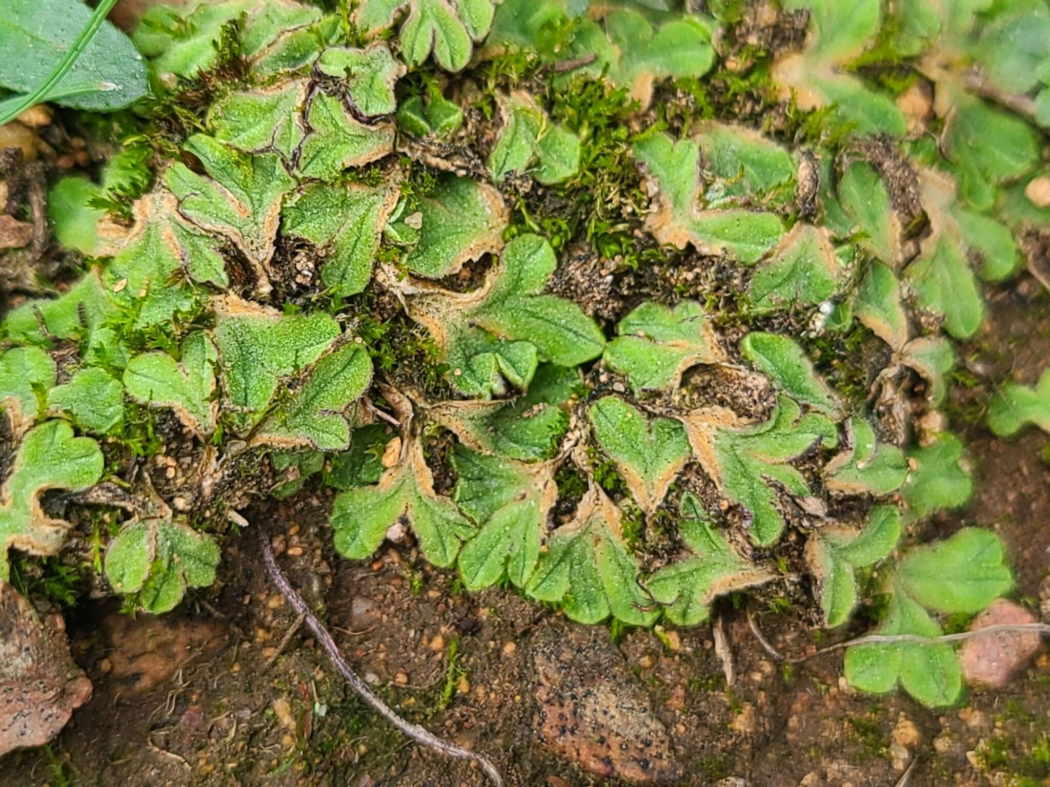 Image of Riccia gougetiana Durieu & Mont.