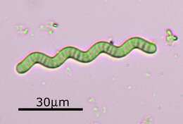 Image of Arthrospira jenneri