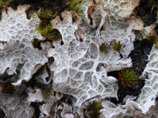 Image of ragged lichen