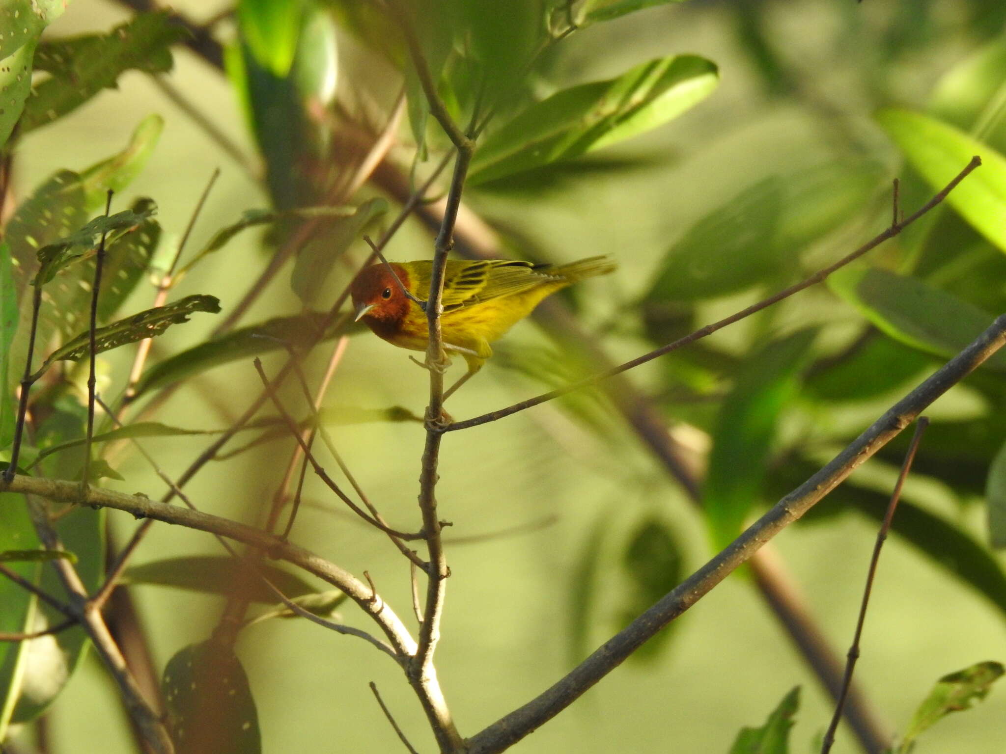 Image of Setophaga petechia aequatorialis (Sundevall 1869)