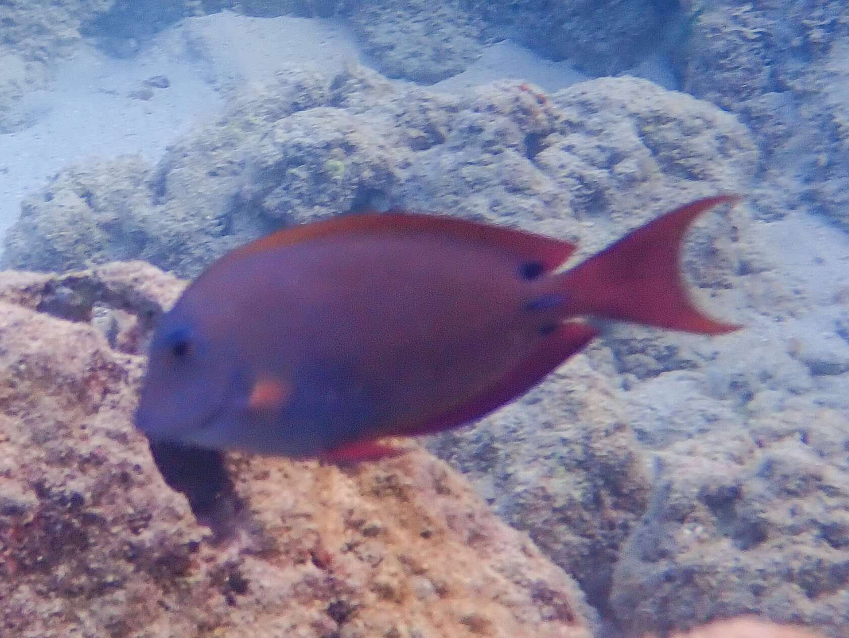 Image of Blackspot Surgeonfish