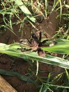 Image of Texas Tan Tarantula